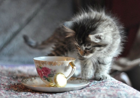 I want a cup of milk, please - porcelain, cat, fur, animal, kitten, paw, cute, whiskers, cup