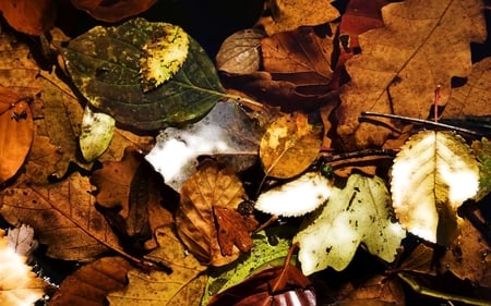 crisp leaves - fall, nature, autumn, photography, brown, stilllife