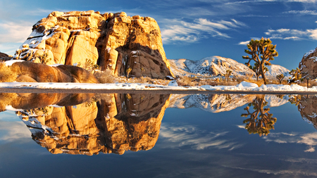 joshua tree - nature, reflection, mountain, photography, water, park, tree