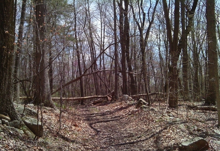 trail in Frederick Co. VA. - road, trail, trees, rocks