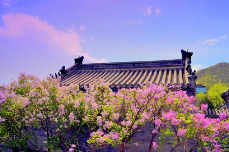 ethereal - flowers, roof, plants, nice, pink, tree