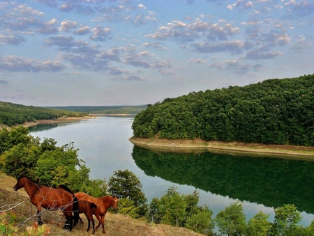 Beautiful View - pretty, brown, photo, reflection, sky, clouds, trees, water, beautiful, photography, beauty, river, nature, horses, green, bulgaria, animals