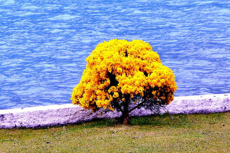 autumn tree - water, plant, yellow, tree, nature, blue, grass