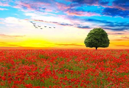 red flower field - red, flower, blue, sky, fields, tree, nature, birds, green