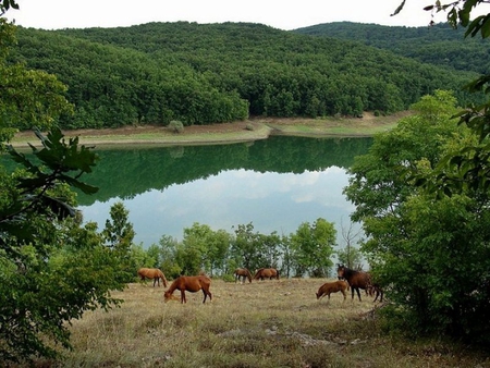 Beautiful Lake - nice, trees, animals, photography, water, bulgaria, wood, nature, horses, dam, forest, pretty, reflection, beautiful, green, photo