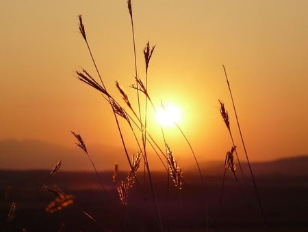 Sunset beauty - beauty, sky, photography, sun, sunset, field, bulgaria, gold, nature, beautiful, photo