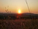 Field Sunset