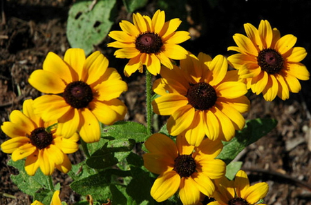 BEAUTIFUL YELLOW - flower, yellow, green, leaves