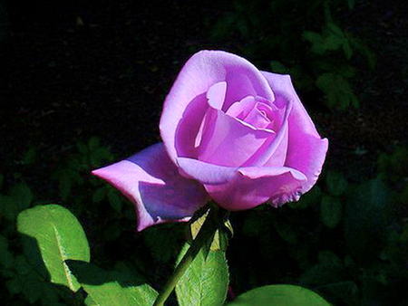 A rose for Tia - lavender, black background, rose, flower, green leaves, pink