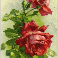 Roses