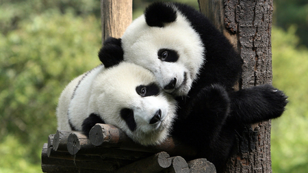 panda love - bear, black, white, photography, panda, cute