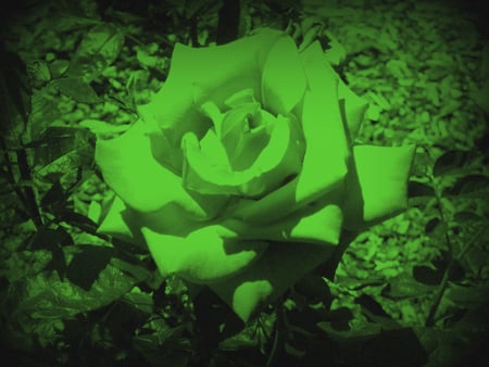 rose - flower, nature, rose, green