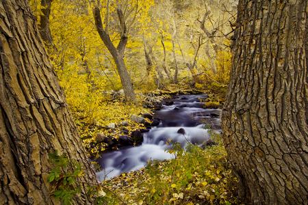 Autumn-HDR - pretty, yellow, scenery, amazing, landscape, great, grass, forest, leaves, view, hdr, nice, branches, trees, water, beautiful, photography, beauty, colors, lovely, cool, stones, tree, river, nature, season, autumn