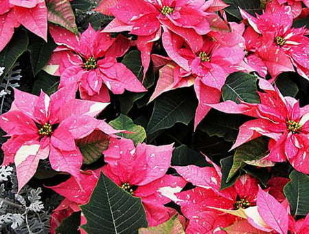 CHRISTMAS IS COMING - flowers, xmas, pink, pretty