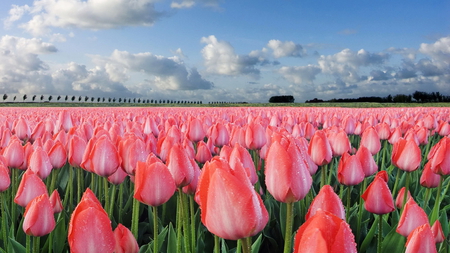 sea of tulips - nature, sky, pink, clouds, photography, beautiful, field, flowers