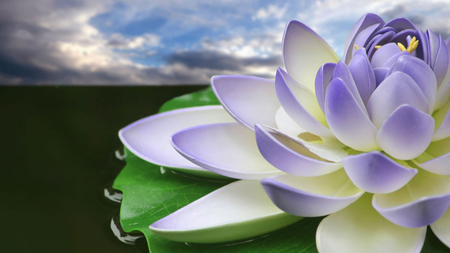 purple and white - beauty, nature, sky, lotus, photography, clouds, flower