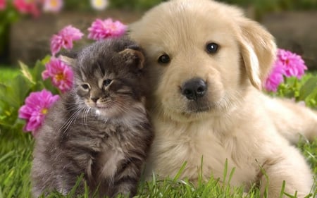 FRIENDS - dog, friends, animals, cat