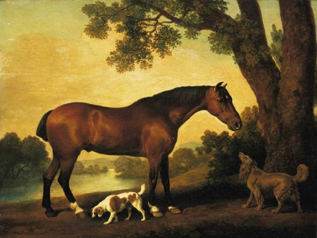 Horse and dogs - run, horse, field, tree, sunset, nature, dog