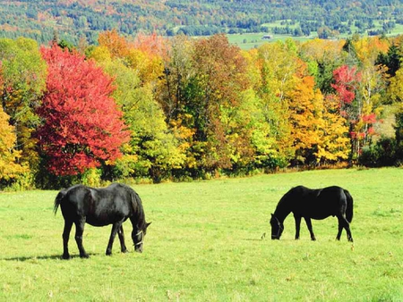 Cool nature - nature, autumn, run, grass, field, forest, horse, tree