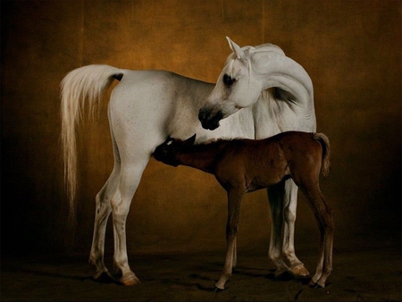 Mother and her new born - nature, free, horse, baby, animal, mother, stallion, run