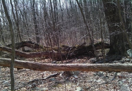 Winter is coming - branches, fall, autumn, trees, logs