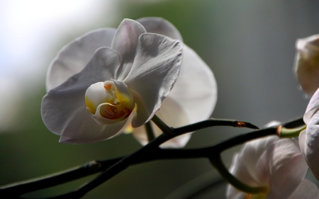 WHITE ORCHID - white, orchid, flower, blossom