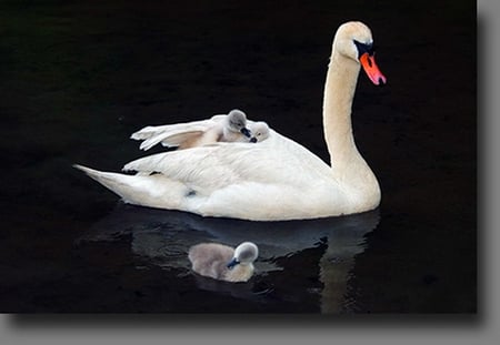 Swimming lessons - reflections, swan, signets, mother, young, swim