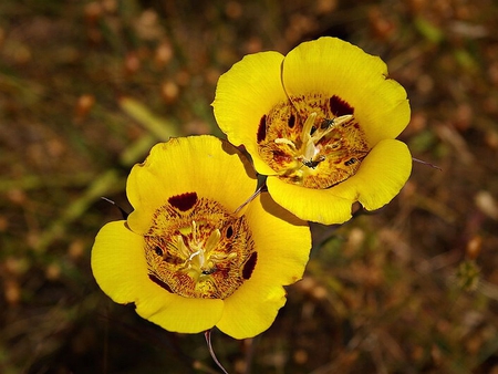 Mariposa Tulips - tulips, picture, mariposa, beautiful