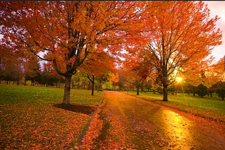 Golden road - road, sunlight, gold, orange, leaves, colors, autumn