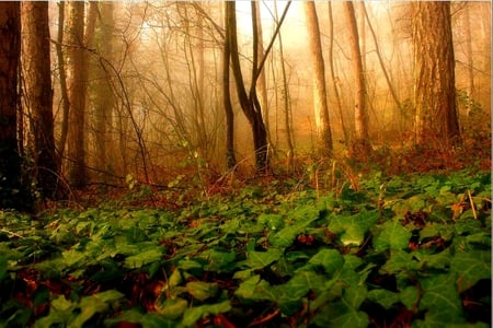 LIGHTED FOREST - trees, fog, mist, plants, forest, light