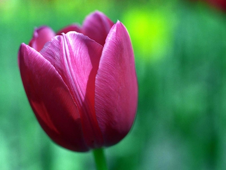 Another Beautiful Hate for my Heart - garden, flower, purple, view, beautiful, tulip, nature