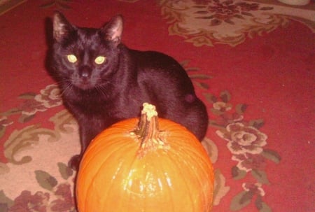 Happy  Halloween - orange, manx, pumpkin, black cat