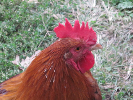 Red Rooster - male, bird, rooster, red