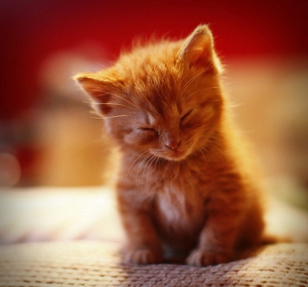 ginger kitten - napping, sweet, kitten, ginger