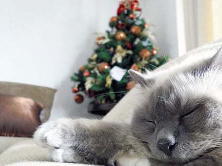 waiting for Christmas - christmas tree, sleeping, cat, kitten