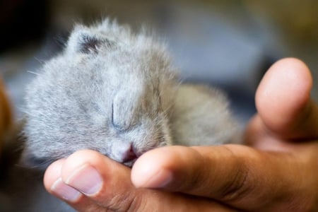 kitty - sleeping, hand, sweet, kitten, little