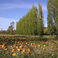 The Pumpkin Patch