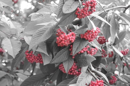 Red Berries - berries, black and white, nature, odd