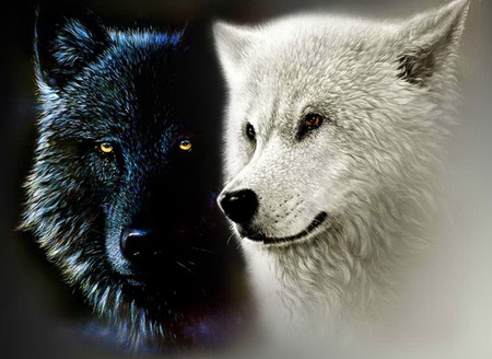 Wolfs - wolfs, animals, other, beautiful