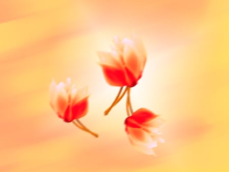 Motion Blur - white, yellow, cyclamen, motion blur, orange, flower