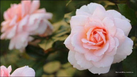 White Pink Rose - white, pink, rose, stem