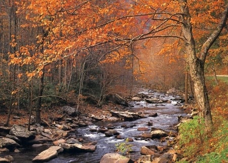 Autumn - nature, autumn, forest, river