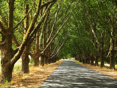 Summer's Day - trees, road, light, shadows