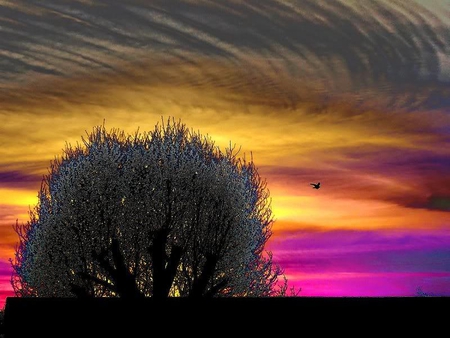 Pigeon Dreams - sky, tree, yellow, pink