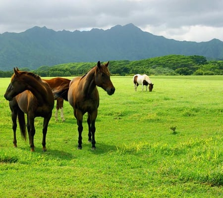 Grazing Horses - horses, view, mountain, grazing, beautiful, pasture, grass