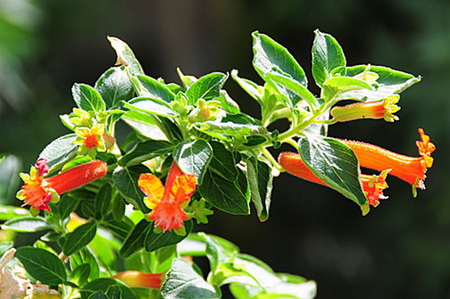 CHRISTMAS TIME IS NEAR - christmas, orange, green, leaves