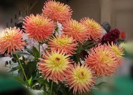 DELICATE DAHLIA'S - flowers, yellow, orange, peach