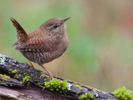 Cute Wren - tiny, pretty, bird, small, cute, moss, wren