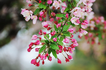 PRETTY BLOSSOM - flowers, blossom, white, pink