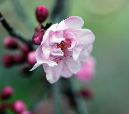 Plum Blossom - buds, pink, beautiful, blossom, plum, flower